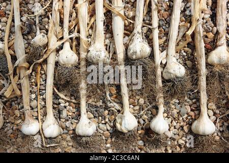 Lignes de l'ail, Allium sativum, bulbes avec de vieux brown laisse sécher sur un lit de petits morceaux de gravier Banque D'Images