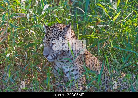 Jaguar Regardant Depuis Les Herbes sur la côte dans le Pantanal au Brésil Banque D'Images