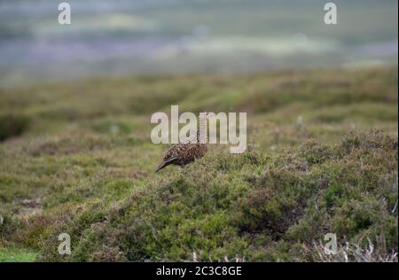 La mése rouge adulte, Lagopus lagopus, pendant la saison de reproduction, en gardant un œil sur leur couvée de poussins parmi la bruyère. North Yorkshire, Royaume-Uni. Banque D'Images