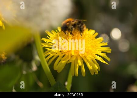 Miel abeille sur pissenlit recueillir le pollen sur la fleur jaune Banque D'Images