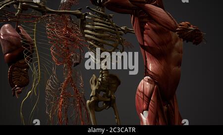 L'anatomie humaine animée en 3D illustration Banque D'Images