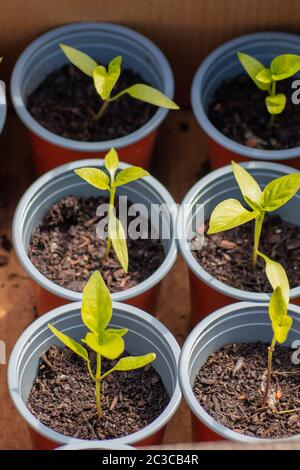 Gros plan des semis de poivrons capsicum dans les pots de plantes Banque D'Images