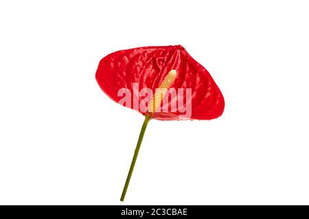 Fleur rouge d'Anthurium/Flamingo isolée sur fond blanc Banque D'Images