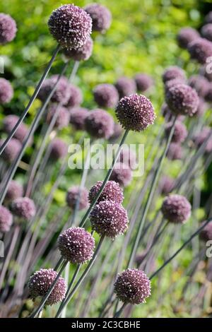 Têtes de fleurs mauves/blanches d'Allium 'batteur de l'écume' à la bordure Banque D'Images