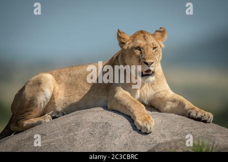 Lioness allongé sur la roche avec un fond flou Banque D'Images