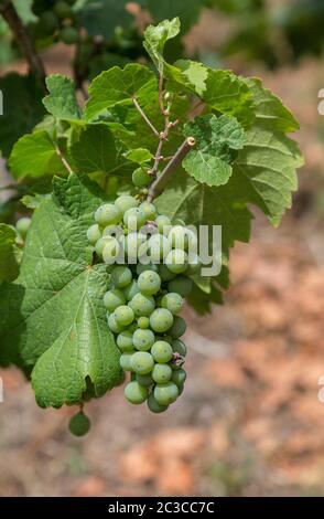 Raisins sur une vigne à la Moselle. Banque D'Images