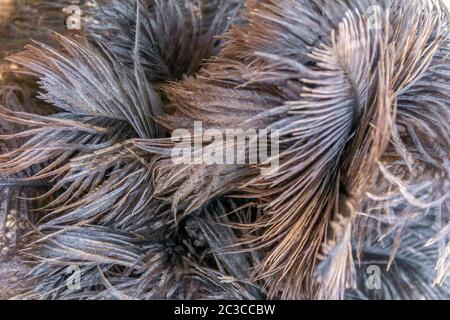 Plumes d'autruche moelleux full frame background Banque D'Images