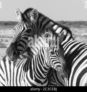 Bush, la Namibie Zebra dans la faune de l'Afrique Banque D'Images