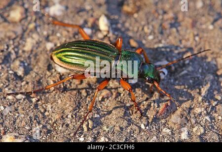 Macro Golden Run Beetle ou Goldsmith Carabus auratus Banque D'Images