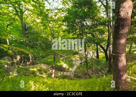 Petits chemins dans les escaliers en pierre tortueux dans la forêt de jardin japonais de Koishikawa Korakuen Park plein de pins, de temples et de cerisiers. Banque D'Images