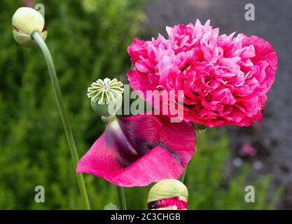 Une belle fleur de pavot à opium double rose et tête de graine dans un jardin à Alsager Cheshire Angleterre Royaume-Uni Banque D'Images