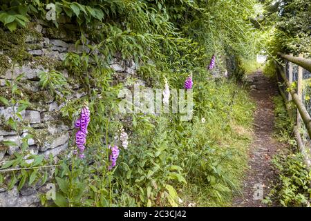 Foxgloves poussant à côté d'un sentier public isolé vers l'église dans le village de Cotswold de Duntisbourne Rouse, Gloucestershire Royaume-Uni Banque D'Images