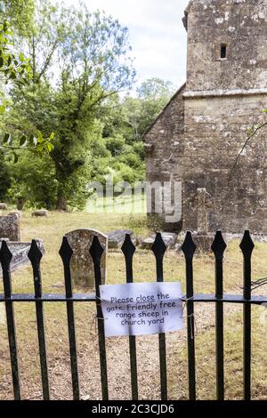 Moutons paître dans le cimetière de l'église saxonne de St Michael dans le village de Duntisbourne Rouse, Gloucestershire, Royaume-Uni Banque D'Images