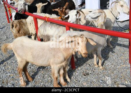 Coronavirus Chine SRAS marché des animaux épidémie du marché du bétail VIRUS DE L'OMS Corona pandémie chèvres moutons Asie transmission Santé des chèvres danger fièvre aphteuse Afrique animaux sabots d'animaux Banque D'Images