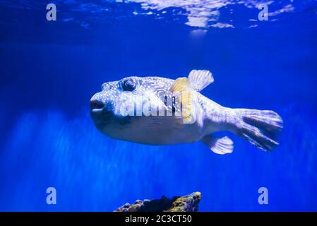 Fugu poisson comme nature sous-marine vie de mer Banque D'Images