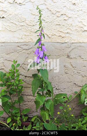 Un seul stock de fleur de bois rampante contre un mur. Banque D'Images