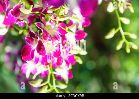 Vue rapprochée de fleurs d'orchidées tropicales blanches, pourpres et roses Banque D'Images