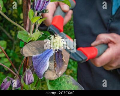 Gros plan des mains d'un homme à l'aide d'une paire de sécateurs pour couper une vieille tête de fleur d'une plante grimpante de clématis dans le jardin / cour. Banque D'Images