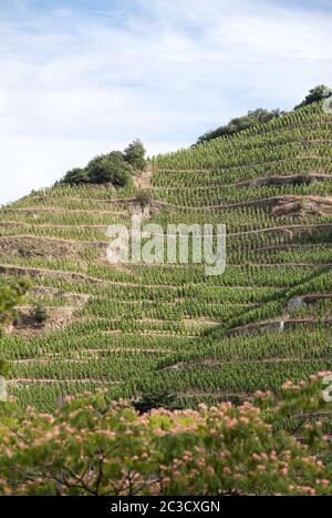 Vue sur le vignoble de Crozes-Hermitage M. Chapoutier à Tain l'Hermitage, vallée du Rhône, France Banque D'Images