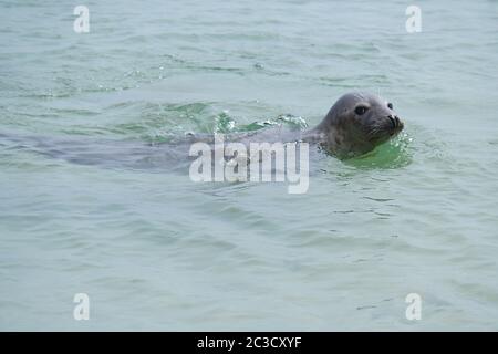 Le phoque gris baigne dans la mer du Nord Banque D'Images
