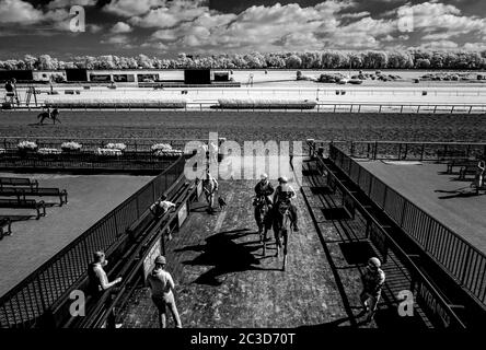 Elmont, NY, États-Unis. 14 avril 2014. 19 juin 2020 : un cheval sort de la piste alors que les chevaux se préparent aux piquets de Belmont au parc Belmont à Elmont, New York. (Image réalisée avec une caméra à capteur infrarouge modifié) Scott Serio/Eclipse Sportswire/CSM/Alay Live News Banque D'Images