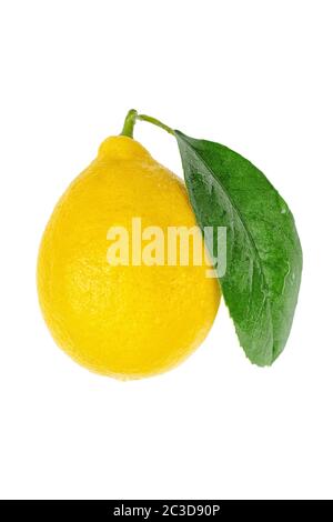 Citron jaune frais avec feuille isolée sur fond blanc Banque D'Images