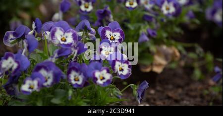 Pansies floraison. De jolies fleurs violettes et blanches bicolore qui poussent dans le lit à fleurs. Gros plan Banque D'Images