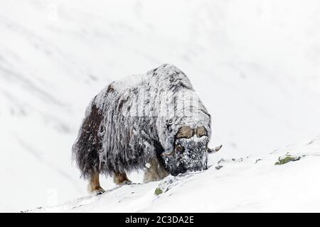 Recherche de boeuf musqué (Ovibos moschatus) manger des lichens sur la toundra enneigée en hiver, Parc national Dovrefjell–Sunndalsfjella, Norvège Banque D'Images