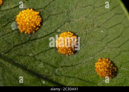 Sori de la Fern polypodie dorée (Phlebodium aureum 'glaucum') Banque D'Images