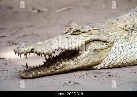 Un crocodile dans la chaleur de la Gambie Banque D'Images