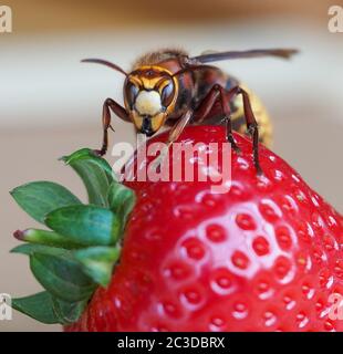 Queen European hornet Vespa crabro sur une fraise - Royaume-Uni Banque D'Images