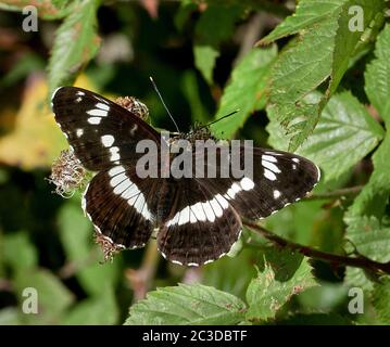White Admiral Limenitis camilla à la réserve de conservation des papillons Gorse d'Alner à Dorset, Royaume-Uni Banque D'Images