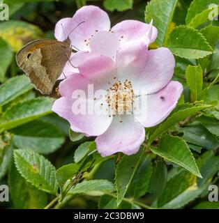 Meadow Brown Maniola jurtina sur chien Rose Rosa Canina - Dorset Royaume-Uni Banque D'Images