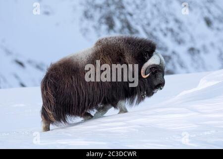 Portrait de la vache musquée (Ovibos moschatus) de la femelle qui se fourragère sur la toundra enneigée en hiver, Parc national Dovrefjell–Sunndalsfjella, Norvège Banque D'Images