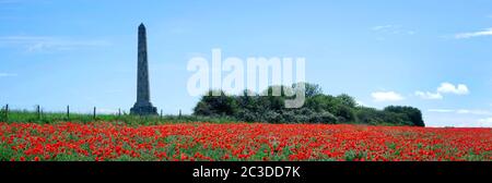 Champ de pavot sur le sentier côtier de l'Angleterre au Dover Patrol Mounument. Kent Royaume-Uni Banque D'Images