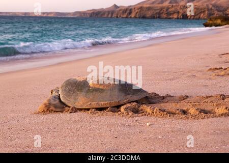 La tortue de mer verte Chelonia mydas retourne en mer à l'aube après avoir pondu des œufs sur la plage de Ras al Jinz, Oman Banque D'Images