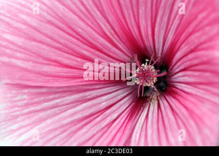 Macro d'une Mallow annuelle (Lavatera triméstris cv. Twin Hot Pink) fleur. Banque D'Images