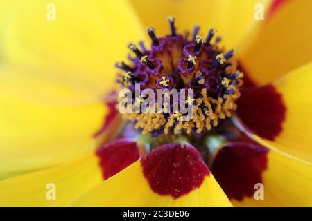 Détail d'une fleur jaune et rouge de Coreopsis tinctoria (coréopsis des plaines ou calliopsis). Banque D'Images