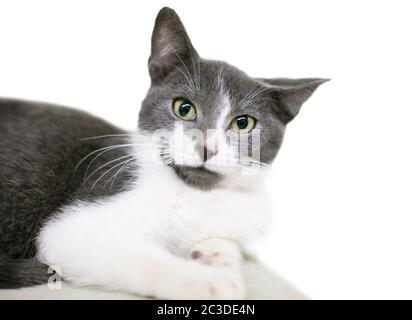 Un chaton domestique à courte altitude gris et blanc allongé avec des pupilles dilatées et une expression agacée sur son visage Banque D'Images