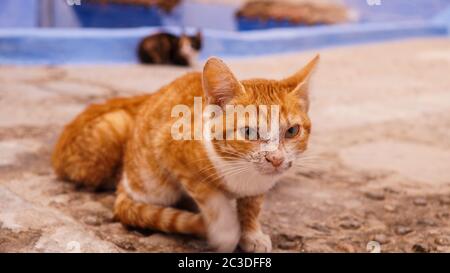 Chats dans le village de Chefchaouen au Maroc. Banque D'Images