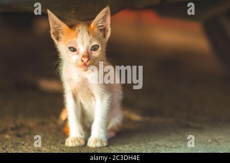 chaton sans abri assis sous une voiture se cachant de la chaleur du soleil Banque D'Images