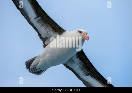 Gros plan d'un albatros Campbell ou d'un moltymawk Campbell (Thalassarche impavida) en vol près de l'île Campbell, une île sub-antarctique dans la Campbell Banque D'Images