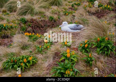 Un albatros royal niche parmi les fleurs jaunes de Bulbinella rossii, communément connues sous le nom de nénuphars (mégaherbe subantarctique), sur l'île Campbell, a Banque D'Images