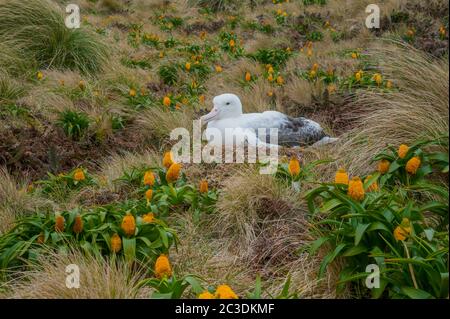 Un albatros royal niche parmi les fleurs jaunes de Bulbinella rossii, communément connues sous le nom de nénuphars (mégaherbe subantarctique), sur l'île Campbell, a Banque D'Images