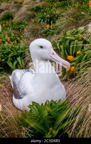 Un albatros royal niche parmi les fleurs jaunes de Bulbinella rossii, communément connues sous le nom de nénuphars (mégaherbe subantarctique), sur l'île Campbell, a Banque D'Images