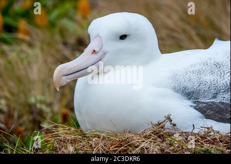 Un gros plan d'albatros royal nichent sur l'île Campbell, une île sous-antarctique du groupe de l'île Campbell, en Nouvelle-Zélande. Banque D'Images