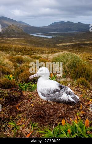 Un albatros royal niche parmi les fleurs jaunes de Bulbinella rossii, communément connues sous le nom de nénuphars (mégaherbe subantarctique), sur l'île Campbell, a Banque D'Images