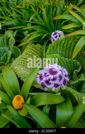 Les fleurs de Bulbinella rossii jaune et le Pleurophyllum speciosum, également connu sous le nom de Marguerite géante ou Marguerite de l'île Campbell, est une mégaherbe indigène à Banque D'Images