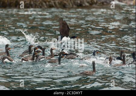 Les cerfs de Campbell Island (Phalacrocorax campbelli) nageant le long de la côte de Campbell Island, une île sub-antarctique du groupe de Campbell Island, Banque D'Images