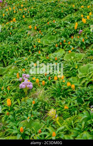 Les fleurs d'Anisotome latifolia rose (Carrot de l'île Campbell) et de Bulbinella rossii jaune, communément appelées nénuphars de Ross (mégaherb sous-antarctique), sur Le Ca Banque D'Images